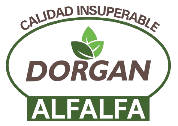 DORGAN ALFALFA